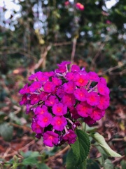 Lantana camara