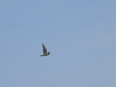 Falco peregrinus brookei