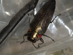 Belionota prasina