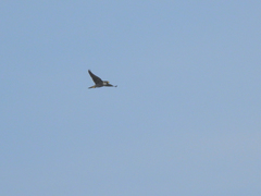 Falco peregrinus brookei