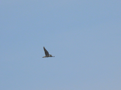 Falco peregrinus brookei