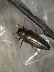Belionota prasina