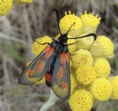 Zygaena sarpedon