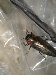Belionota prasina