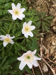 Anemonoides nemorosa