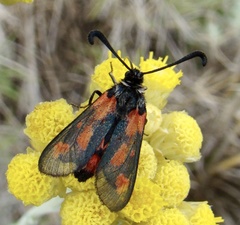 Zygaena sarpedon
