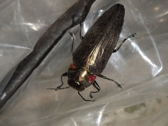 Belionota prasina