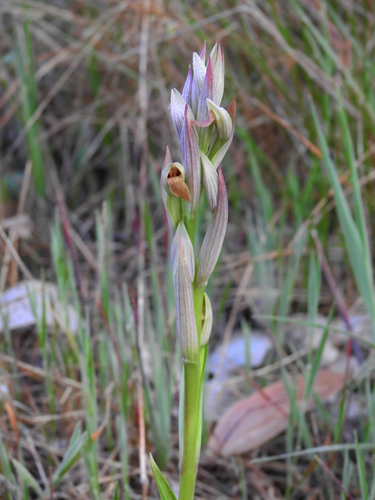 Lesser Tongue-orchid
