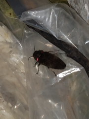 Belionota prasina