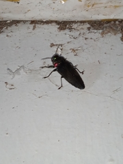 Belionota prasina