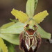 Ophrys araneola argentaria - Photo (c) http://www.naturelba.it, μερικά δικαιώματα διατηρούνται (CC BY-SA)