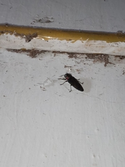 Belionota prasina
