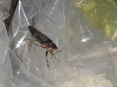Belionota prasina