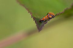 Promalactis procerella