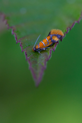 Promalactis procerella