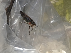 Belionota prasina