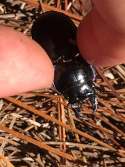 Pasimachus sublaevis