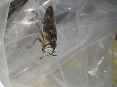 Belionota prasina