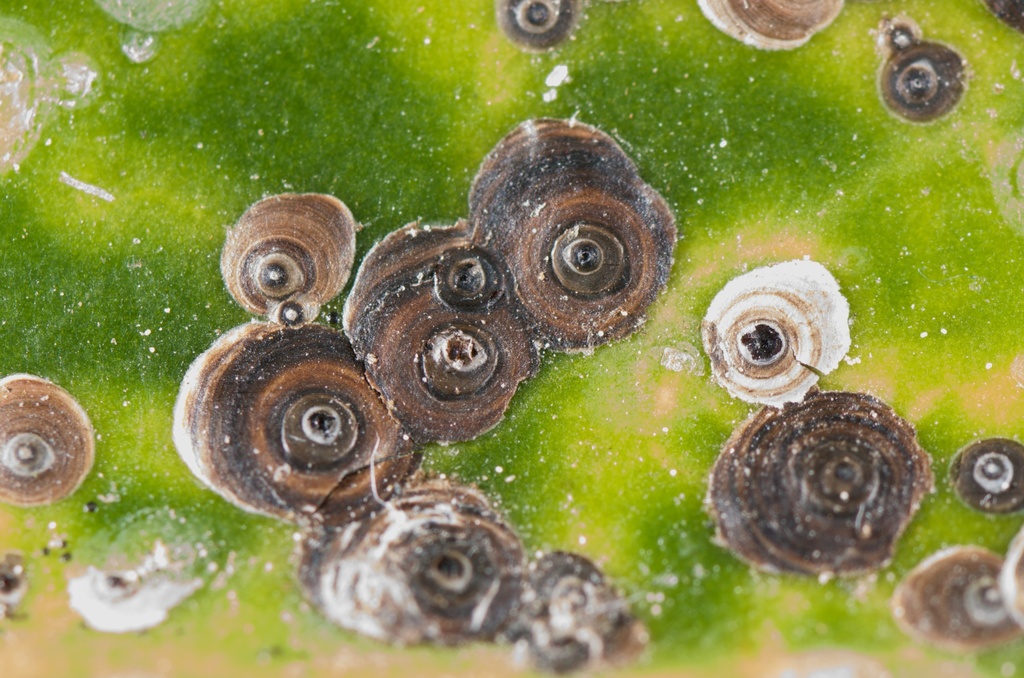 Aspidiotini