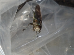 Belionota prasina