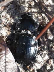 Pasimachus sublaevis