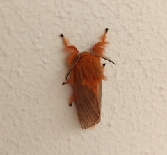 Thoscora