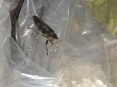Belionota prasina