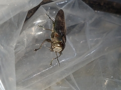 Belionota prasina
