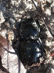 Pasimachus sublaevis