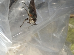 Belionota prasina