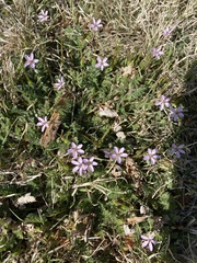 Erodium cicutarium