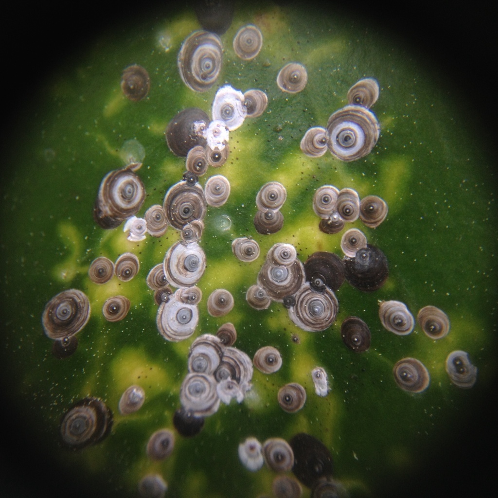 Armored Scale Insects