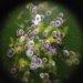 Armored Scale Insects - Photo (c) Jon Sullivan, some rights reserved (CC BY)