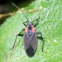 Prepops procorrentinus