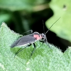 Prepops procorrentinus