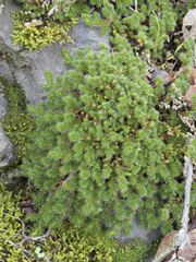 Selaginella hansenii