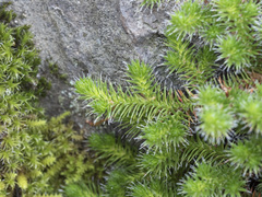Selaginella hansenii