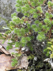 Selaginella hansenii