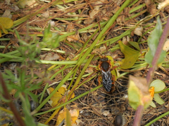 Rhodanthidium siculum