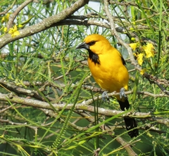 Icterus nigrogularis