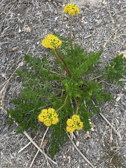 Lomatium grayi
