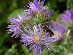 Rhodanthidium siculum