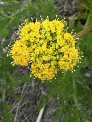 Lomatium grayi