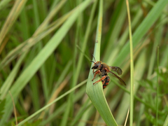 Rhodanthidium siculum