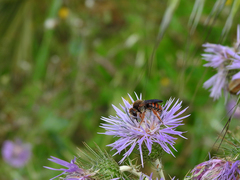 Rhodanthidium siculum