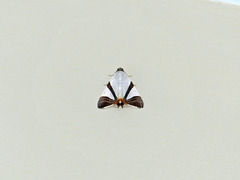 Eulepidotis rectimargo