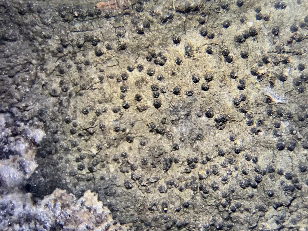 Common Dusk Lichen