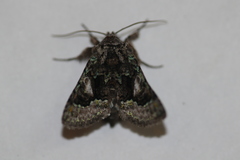 Behrensia conchiformis