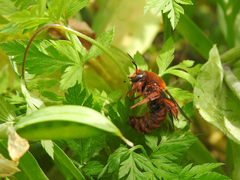 Rhodanthidium siculum