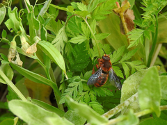 Rhodanthidium siculum